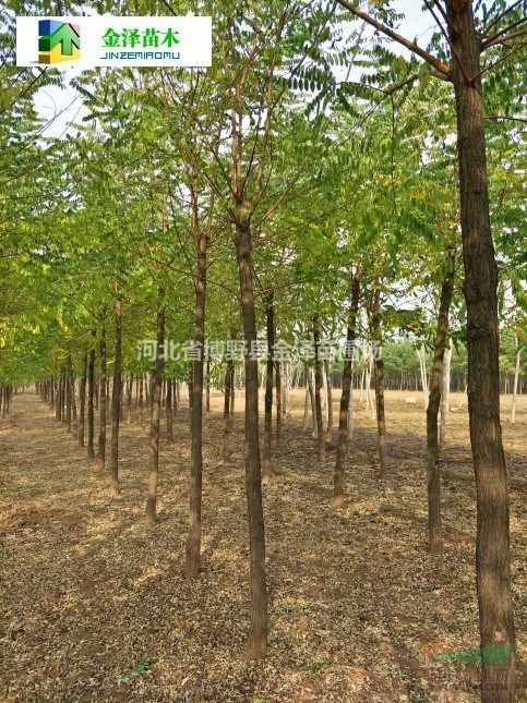 河北刺槐树苗 从基地选择到价格全解析
