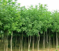 苗木供应信息 - 中国花木资讯网 | 园林苗木报价,供求信息 | 花木行情