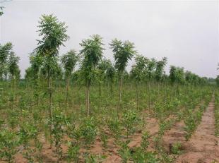 (北京栾--北京栾基地)欧枫苗木_农副产品_世界工厂网