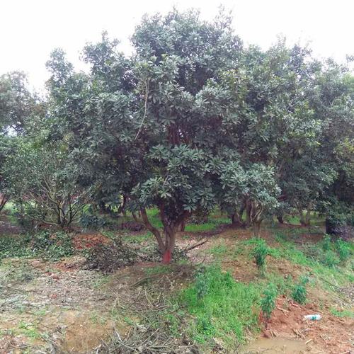 行道绿化苗木杨梅树 湖南苗木基地直供 精品观赏杨梅树批发