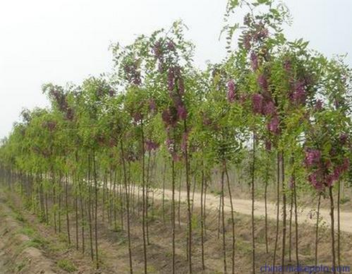 香花槐苗木 - 香花槐苗木厂家 - 香花槐苗木价格 - 博野县吴松经济