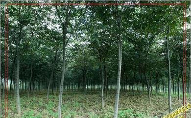大量1-30公分白榉树/白榉树苗
