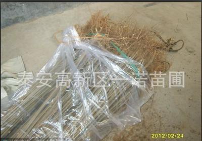 德州红油香椿树苗 德州占地桃树苗批发 德州占地大规格果树苗木