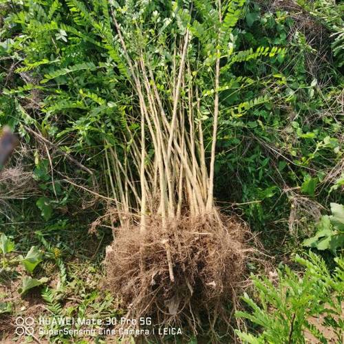 山东皂角苗基地报价 山东哪里有皂角树苗 厂家信息_果树苗_--西北苗木